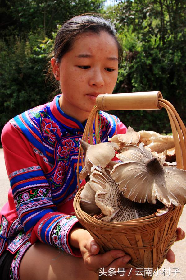 云南玉溪峨山彝人谷万亩竹海竹炭,彝人谷竹海攻略