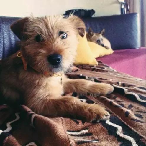 上海宠物领养阿拉斯加,上海宠物领养活动