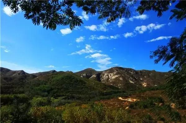 莱西在中国受欢迎,莱西受国人欢迎吗