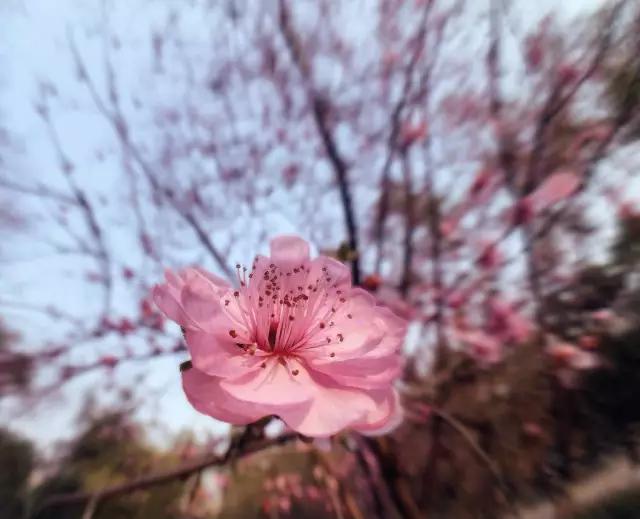 cmpa手机摄影欣赏,cmpa东莞坎普