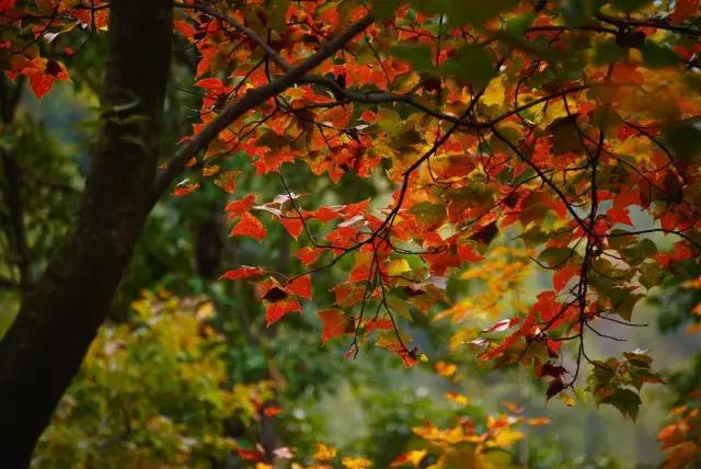 绵阳市江油简介,江油人气怎样