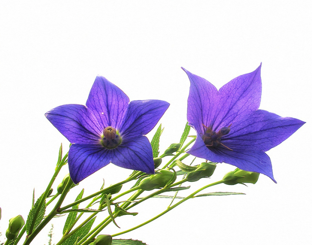 「百草园」那些“悬壶济世”的植物(十六)穿心莲