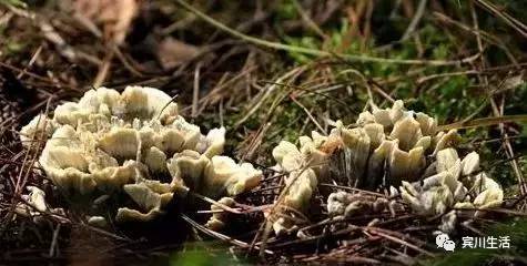 请不要对着手机流口水\^O^/宾川鸡足山正疯长的野生菌