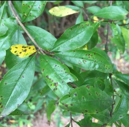 那些你不知道的益虫,虫害防治最简单的办法