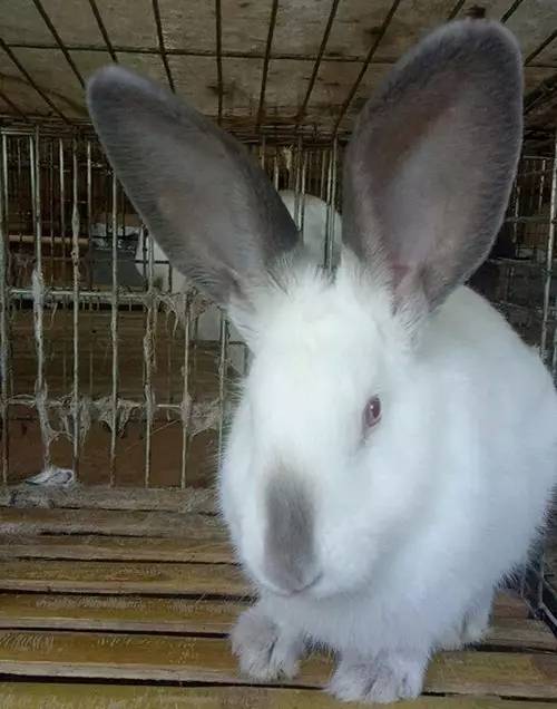 小兔子乖乖花了多少钱,小兔子乖乖幸福成长