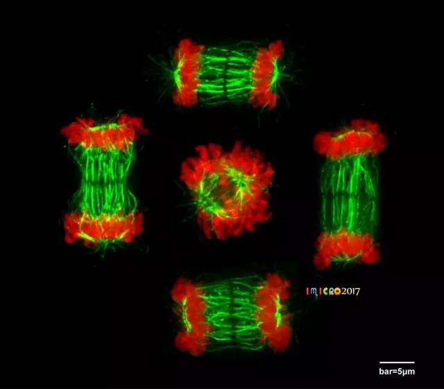 显微镜奇妙世界,显微镜下的奇妙世界视频