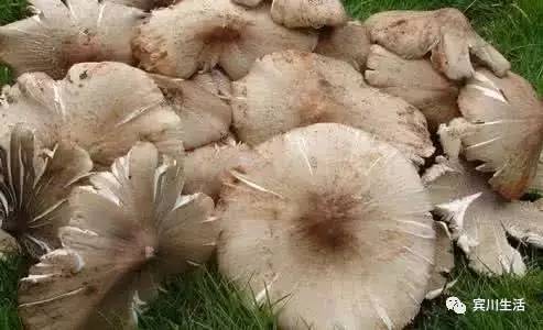 请不要对着手机流口水\^O^/宾川鸡足山正疯长的野生菌