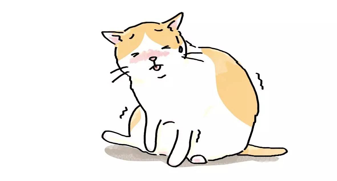 坐舔、跪舔、躺着舔……喵为什么这么爱舔毛？丨行为