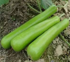 为了小暑清热解暑祛湿止咳，让我们一起来做“吃瓜群众”