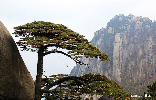 金毛萨克斯,金毛挑战全部视频