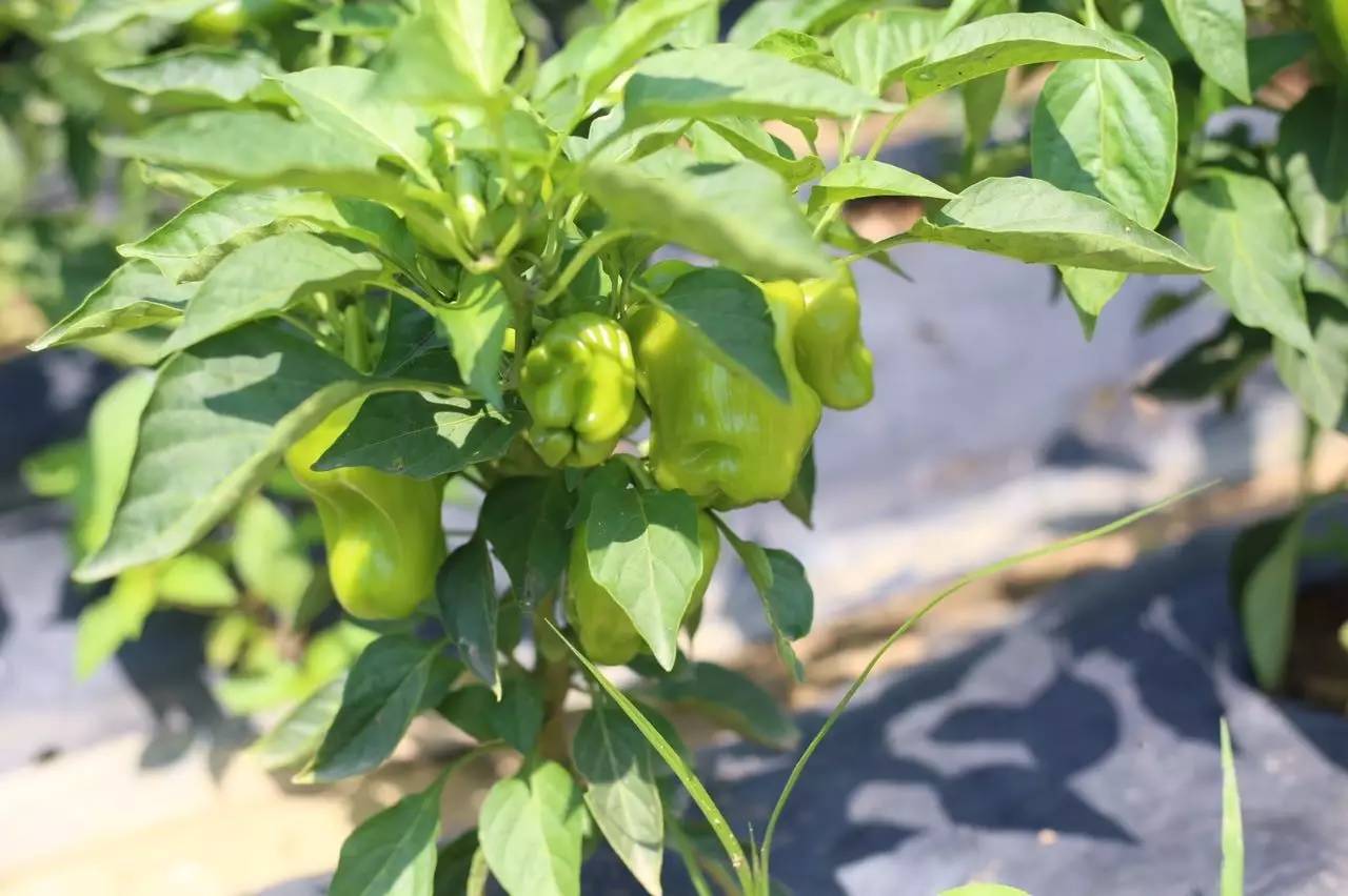 实拍鲅鱼圈“金色海洋”！和你的Ta来场“沉默”的邂逅……