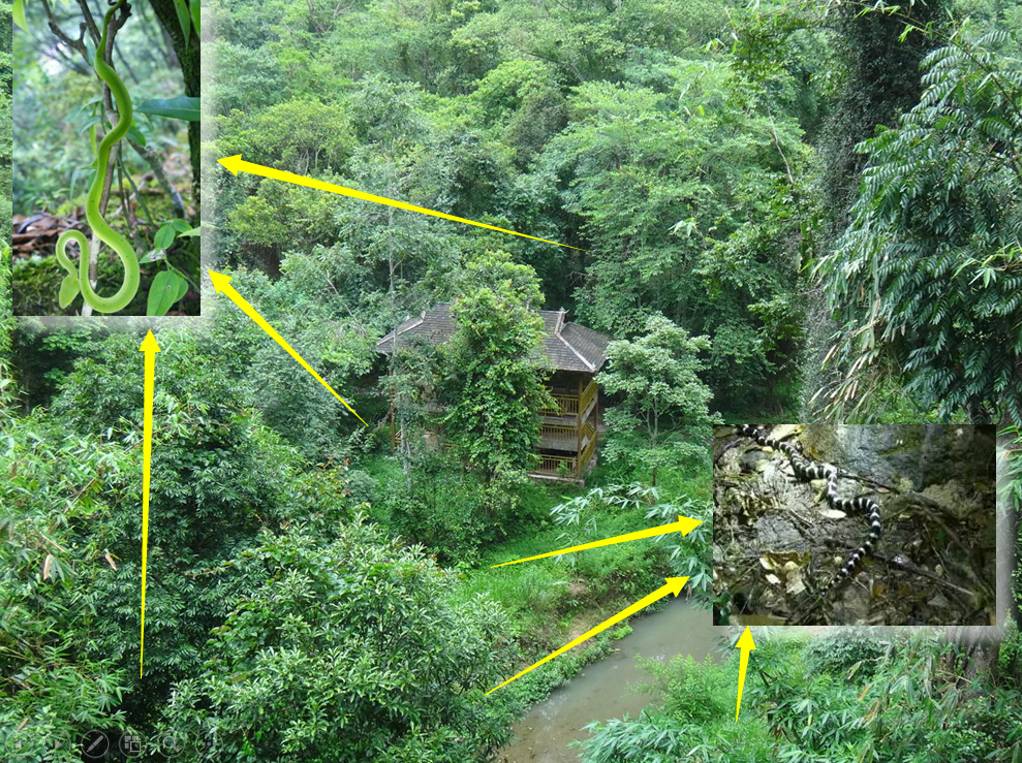 原来，这些救治毒蛇咬伤的方法都不靠谱