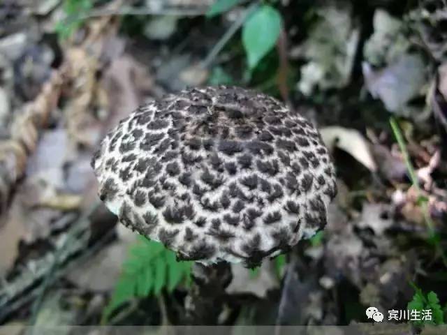 请不要对着手机流口水\^O^/宾川鸡足山正疯长的野生菌