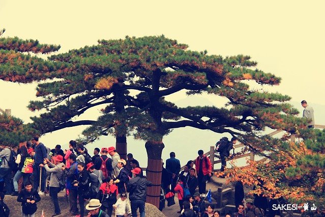 金毛萨克斯,金毛挑战全部视频