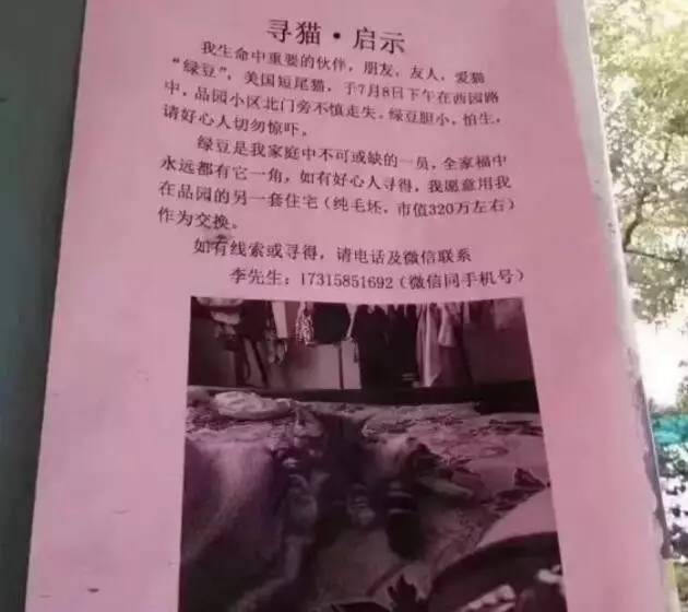 苏州吴中区寻猫启事粉色铃铛,丢猫寻猫启事苏州
