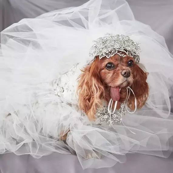 我没牙，我腿短，但我很红！