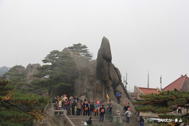 金毛萨克斯,金毛挑战全部视频