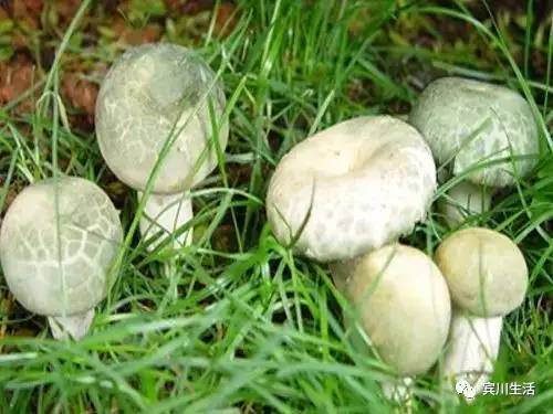 请不要对着手机流口水\^O^/宾川鸡足山正疯长的野生菌