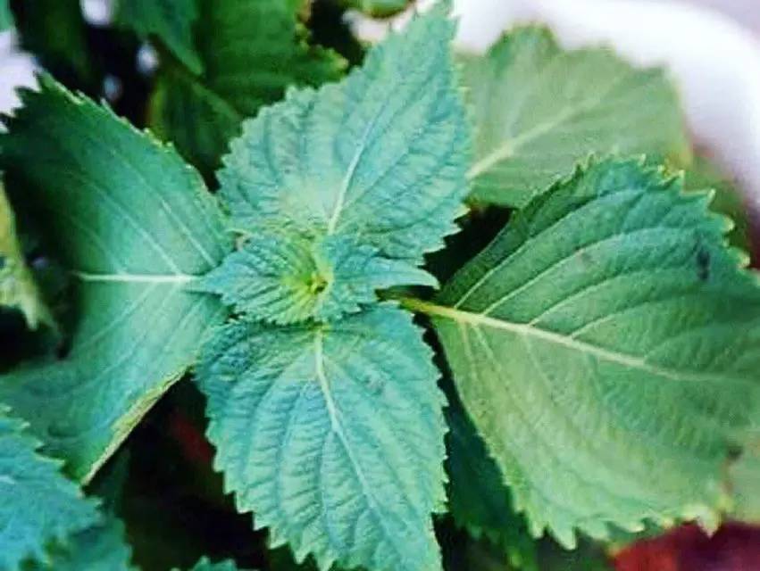 泰国本土最好用的防晒霜50pa,泰国泰版防晒霜