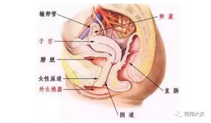 直肠前突是怎么回事,得了直肠前突会死吗
