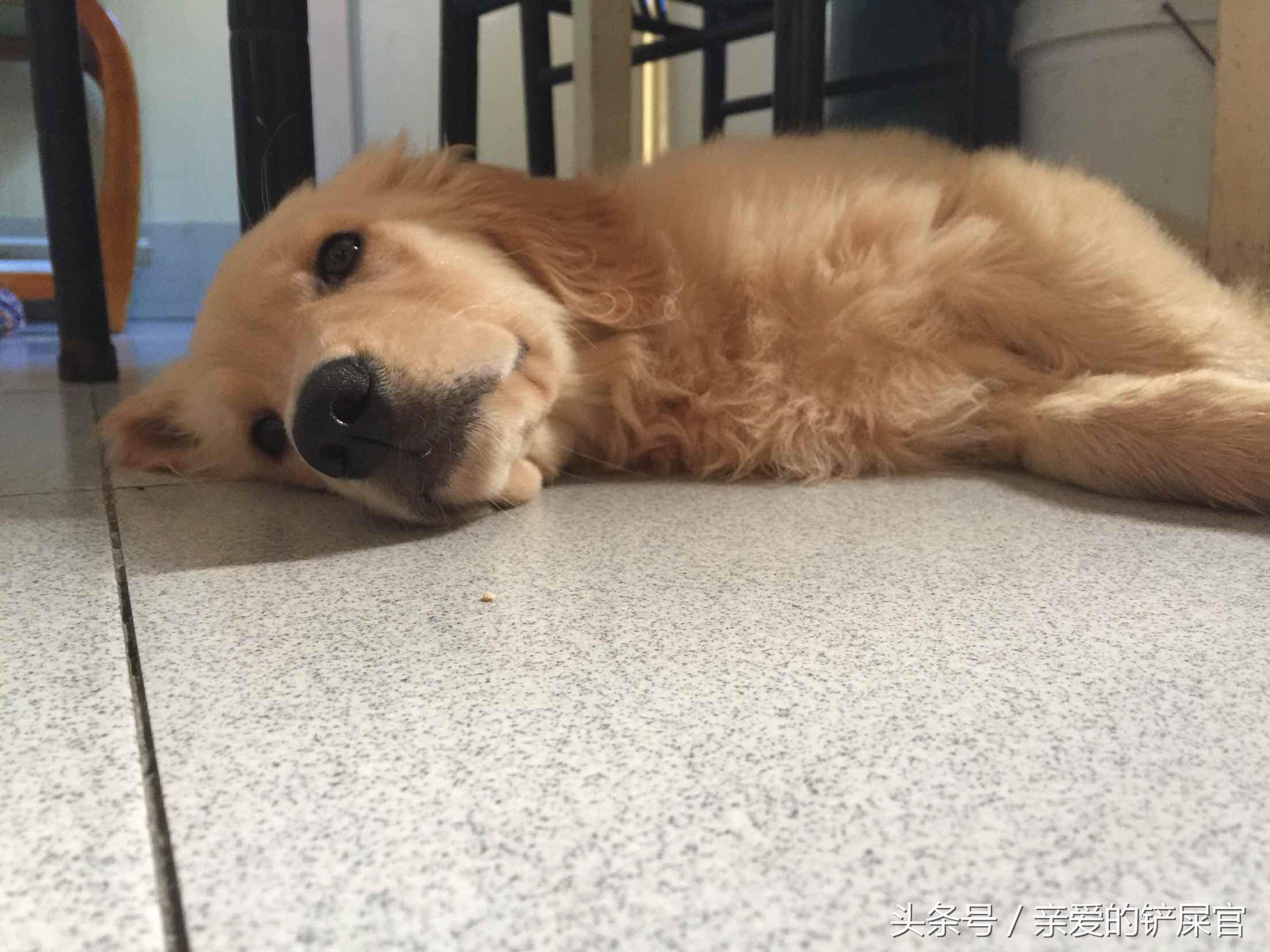 狗狗突然口水粘稠,狗狗突然口水多是怎么回事