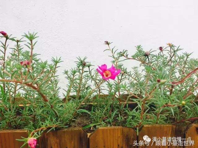 高淳去南京玩,高淳看荷花