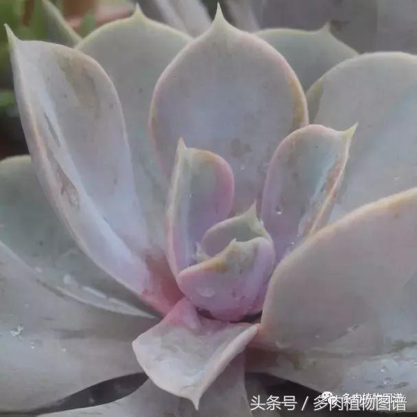 离家一个月20天,离家一个月养猪