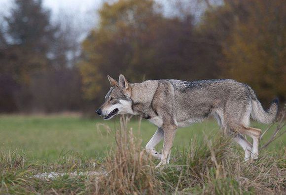 十大最像狼的狗,盘点那些长得很像狼的狗