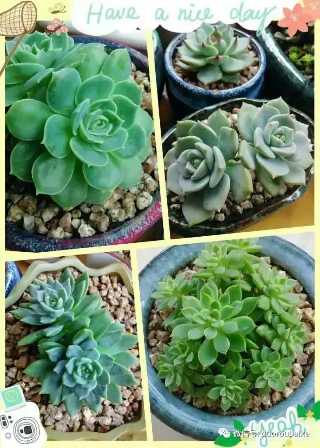 遇见多肉作品,和多肉邂逅的时光