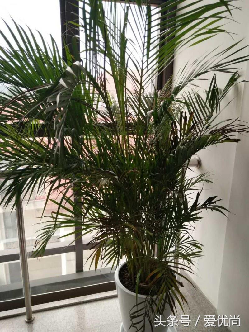 凤尾竹叶尖变黄发干怎么挽救,凤尾竹叶尖发黑变干怎么办