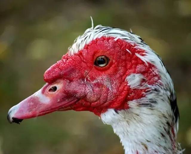 撒盐宝贝、斜眼鸭，上半年被歪果网友玩坏的那些梗！