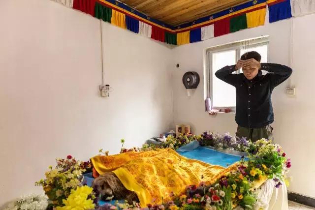 狗生如梦｜ONE实验室