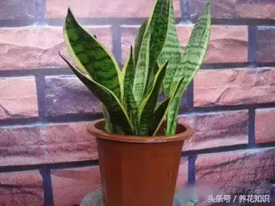 水养一年四季不黄叶的植物,水里加点什么花养得好