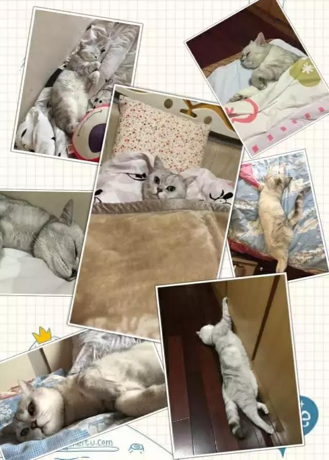猫咪睡姿大作战,猫咪大字型睡姿图片