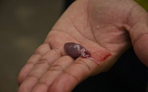 生吃蛇胆清热解毒吗,生吃蛇胆真的大补吗