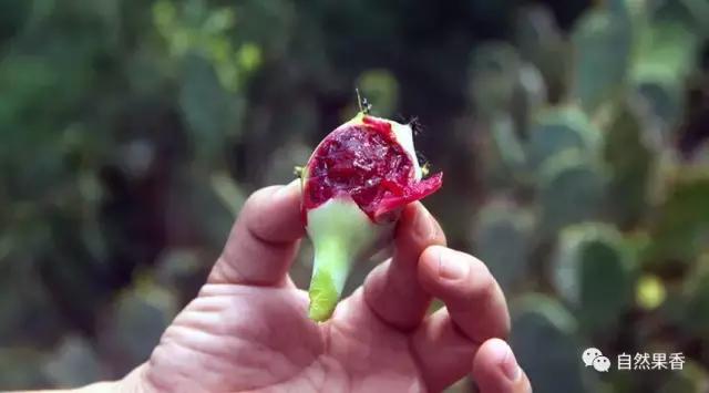 你不知道的仙剑三花絮,你不知道的仙品