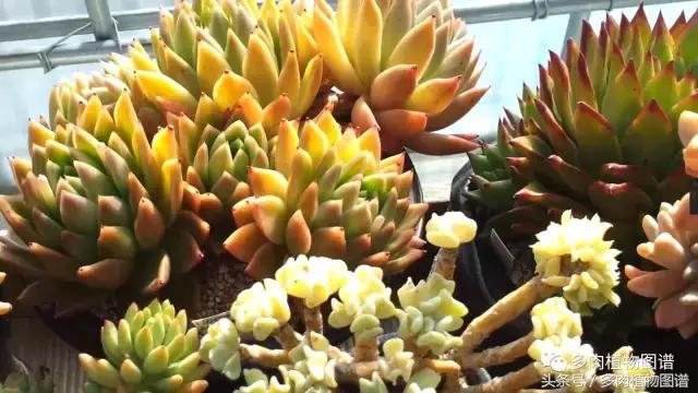 满阳台的多肉,满阳台多肉