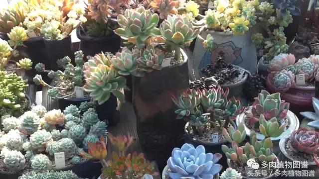 满阳台的多肉,满阳台多肉