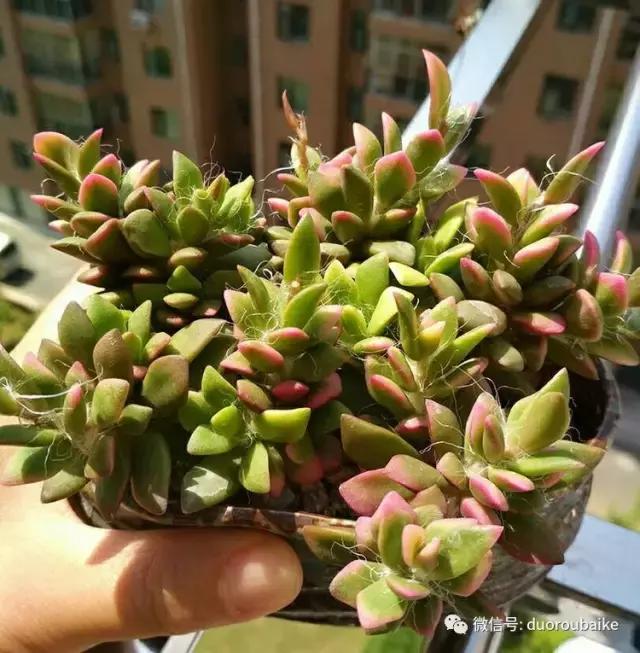 遇见多肉作品,和多肉邂逅的时光