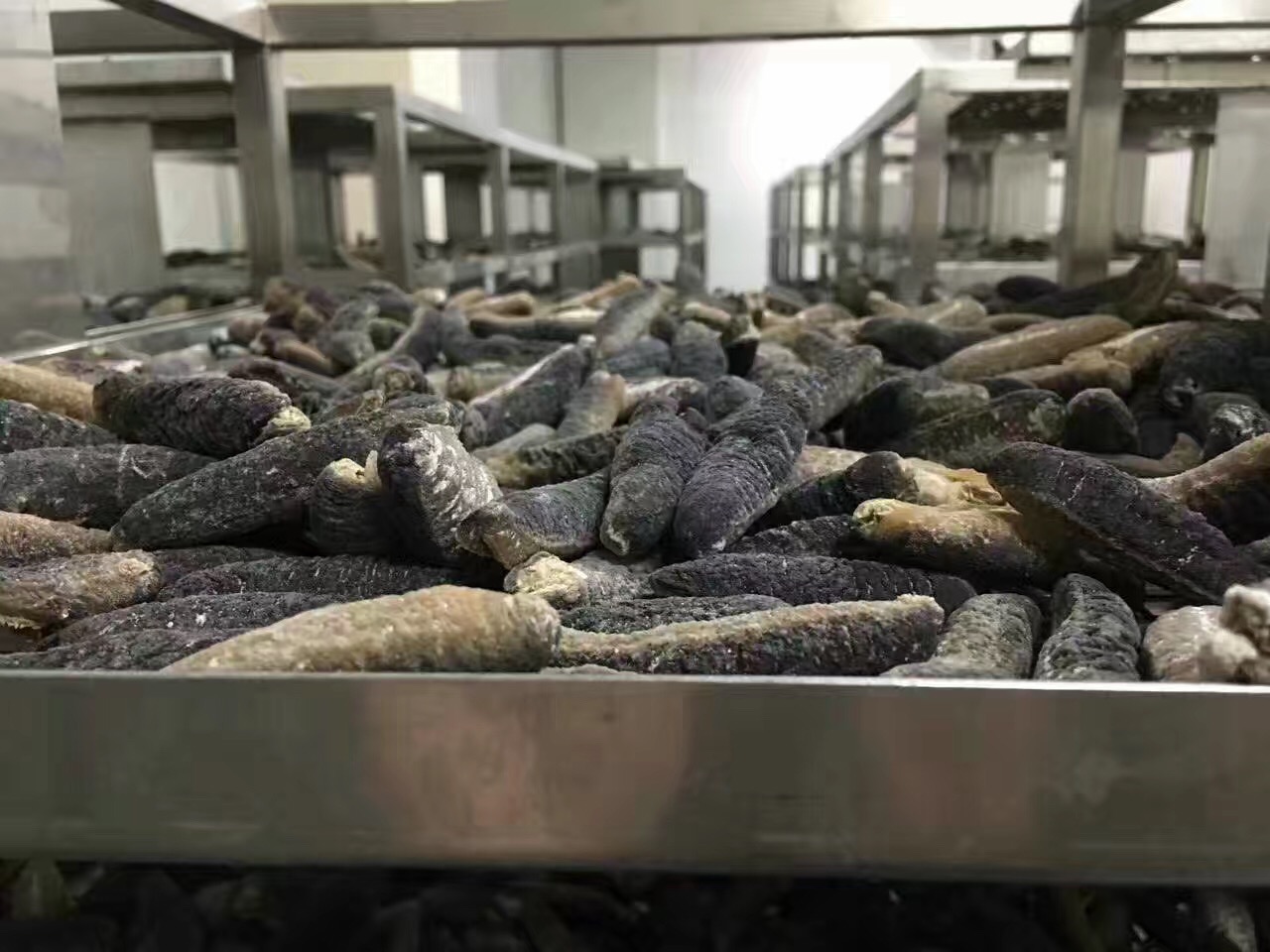 海参残参怎么吃 (澳洲白玉参和海参有什么功效)