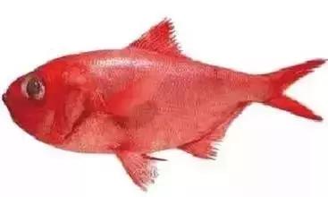 新西兰十大顶级食材,新西兰海鲜有哪些品类