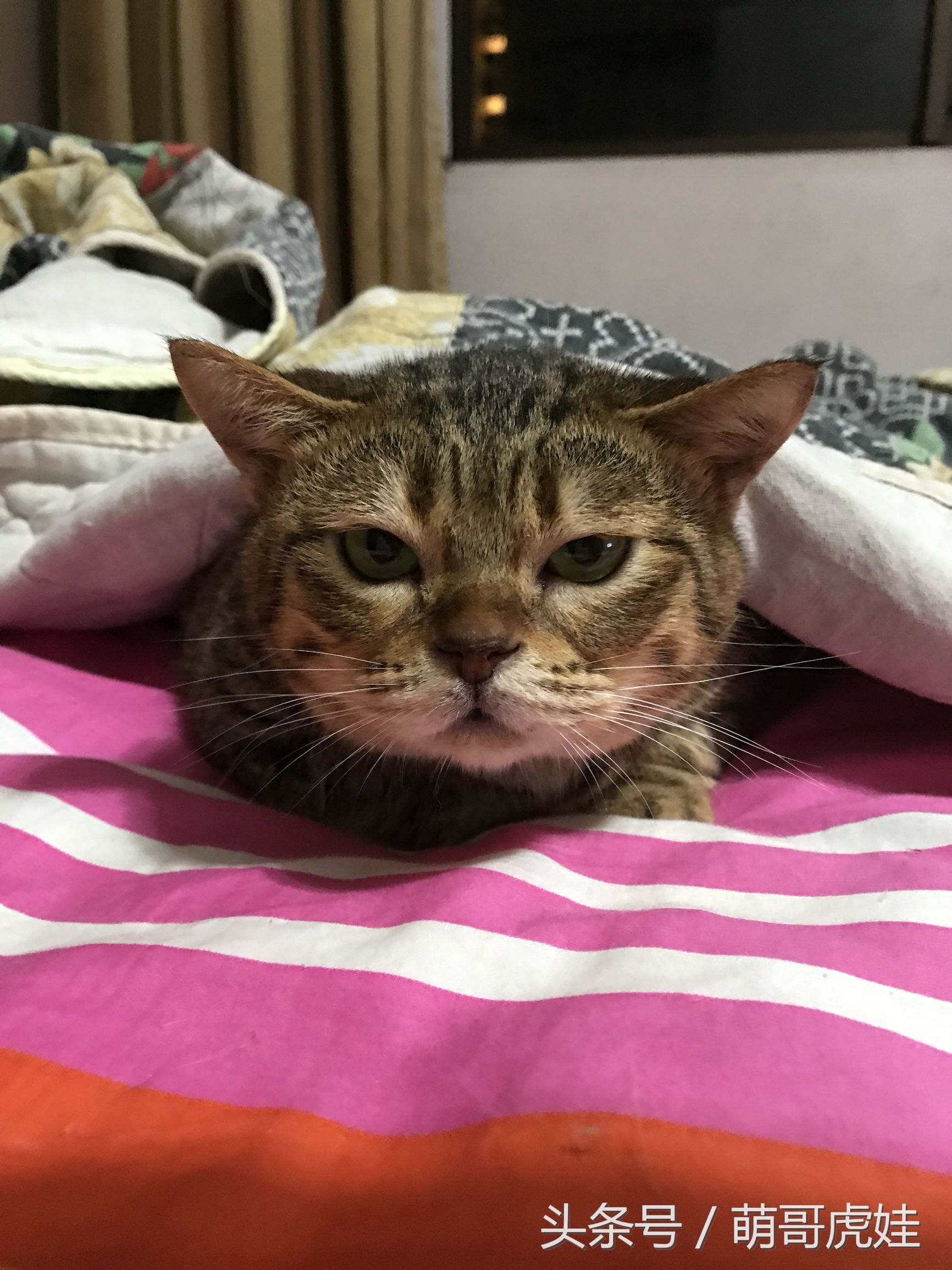 蓝猫掉毛厉害 (公蓝猫掉毛)