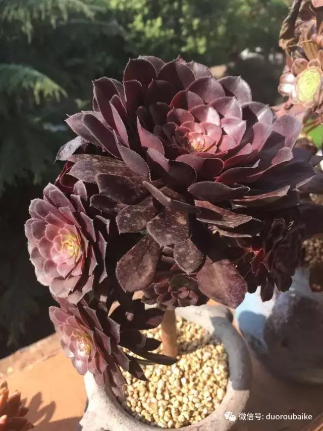 夏日多肉状态,夏天的多肉褪去了华丽的颜色