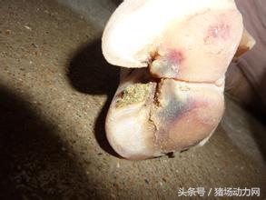 猪疝气的原因及治疗方法,新生仔猪肚脐带怎么处理