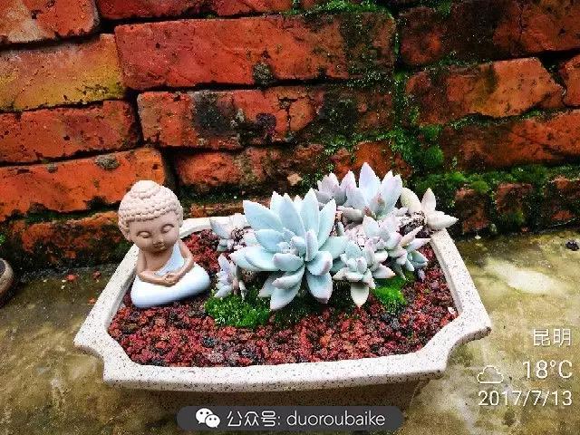 苔藓与多肉,多肉与苔藓的巧妙组合