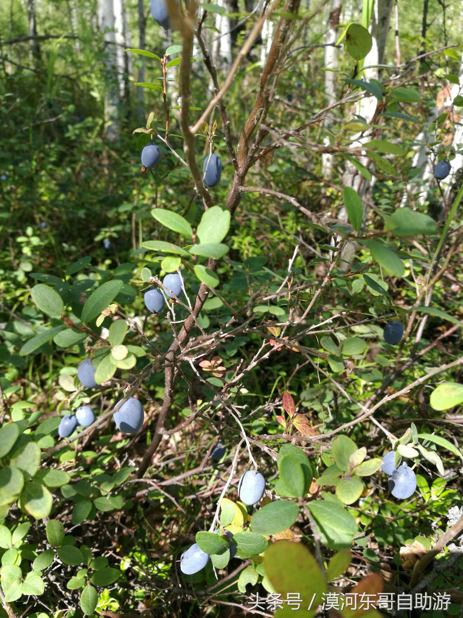 漠河市旅游包车攻略,漠河旅游包车哪里最便宜