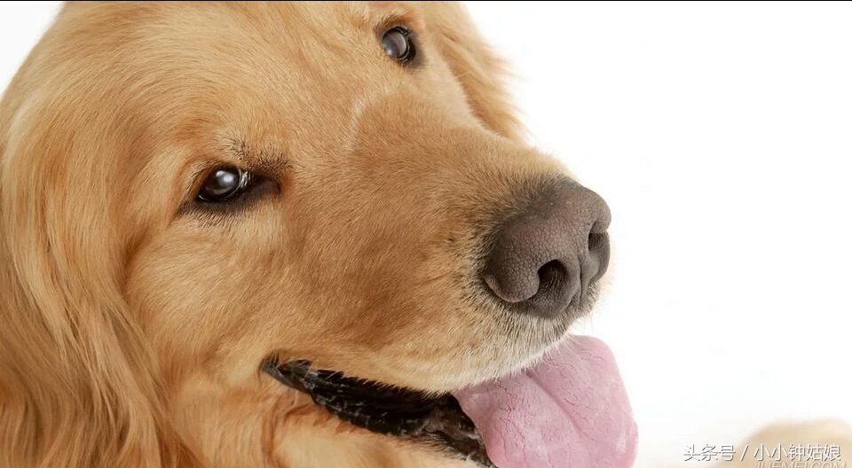 盐水能治狗狗皮肤瘙痒吗,狗狗皮肤溃烂瘙痒怎么治疗