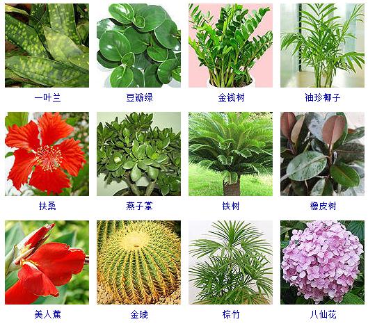 最好养的水养植物,十种养护特别容易的植物