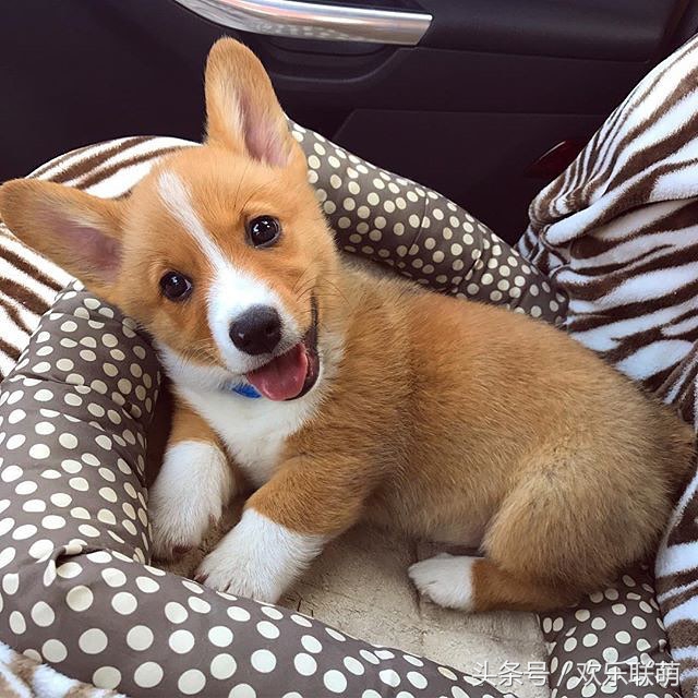 狗狗中暑缓解后是什么表现,天干物燥小心中暑