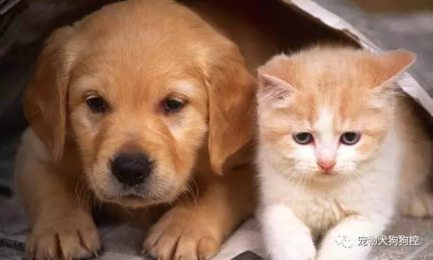 新手养狗必买用品,新手养狗小技巧